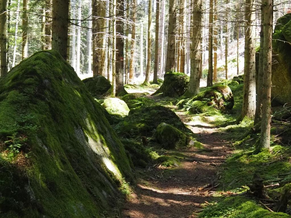 Ein Wald voller Wackelsteine