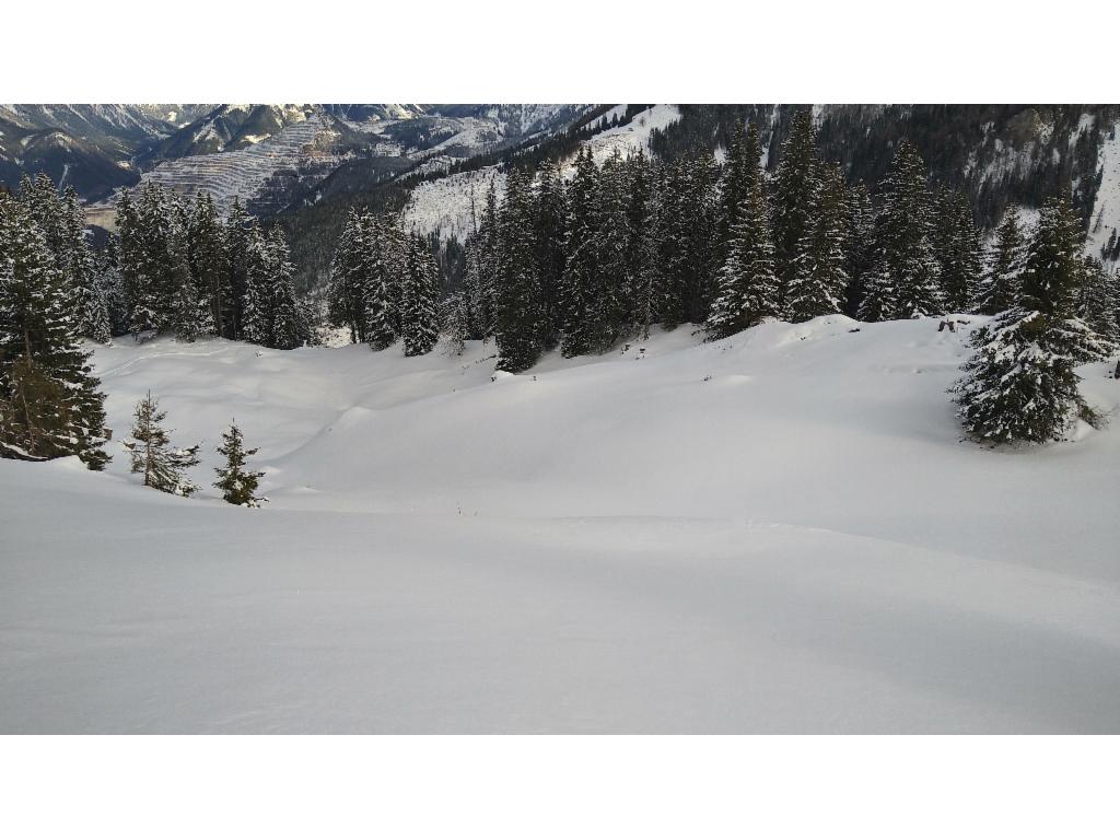 Unberührter Hang vom Plöschkogel zur Forststraße