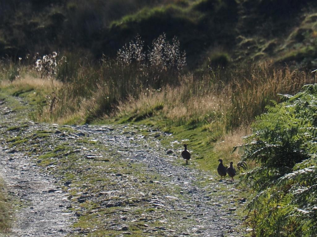 Partridges