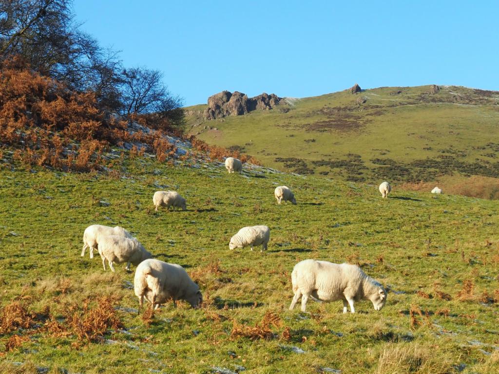 Sheep grazing below the east face of Caer Caradoc