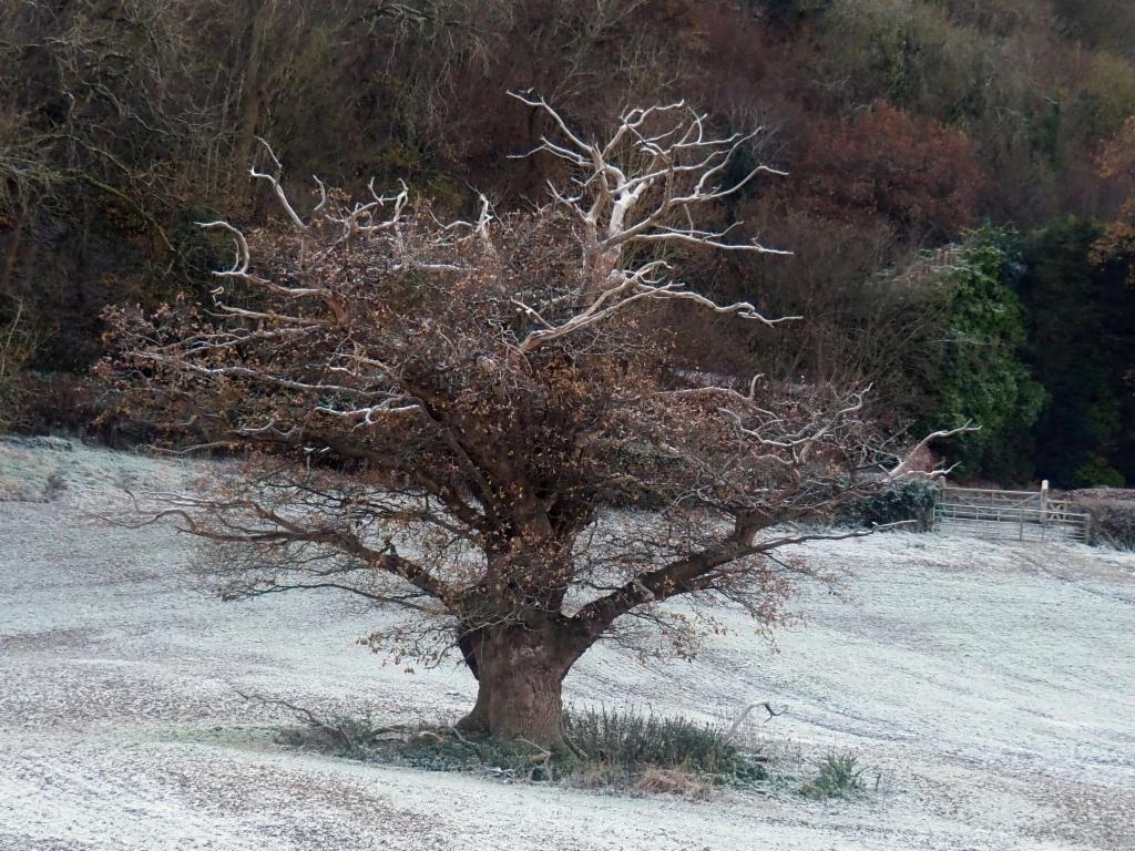 Knobby oak tree in a field near Comley