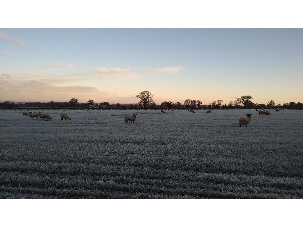 Sheep on frosty pasturages near Longnor