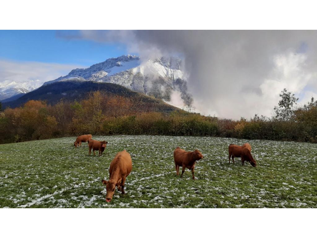 Des vaches devant la Dent d'Arclusaz