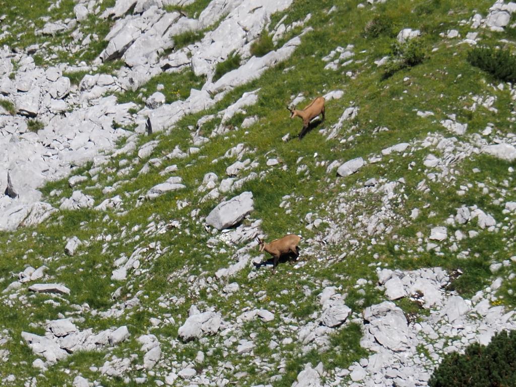 Gämsen im Abstieg zur Laufener Hütte