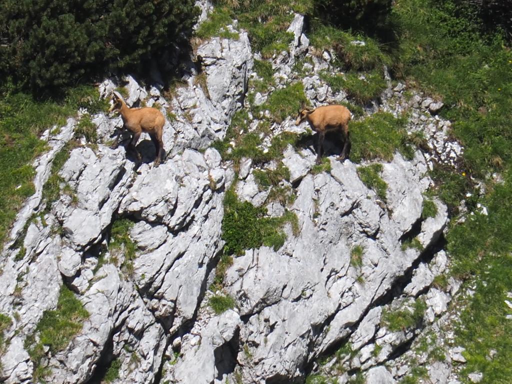 Gämsen im Abstieg zur Laufener Hütte