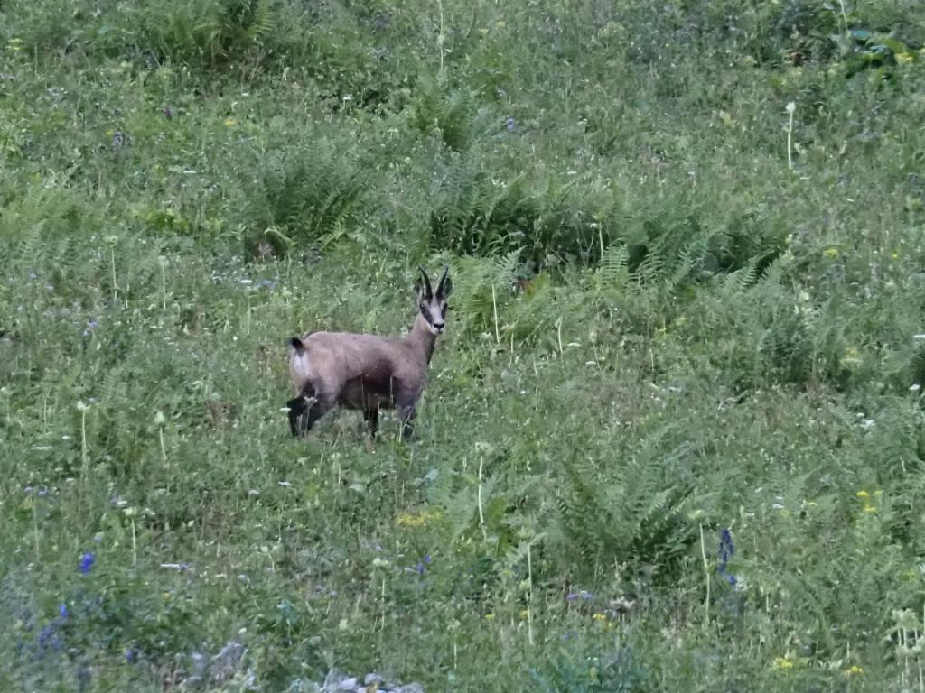 Gams oberhalb der Wandalm