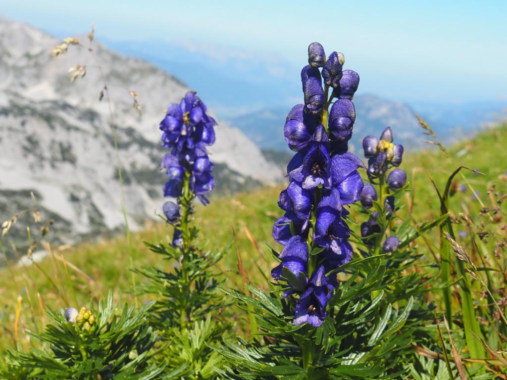 Blauer Eisenhut