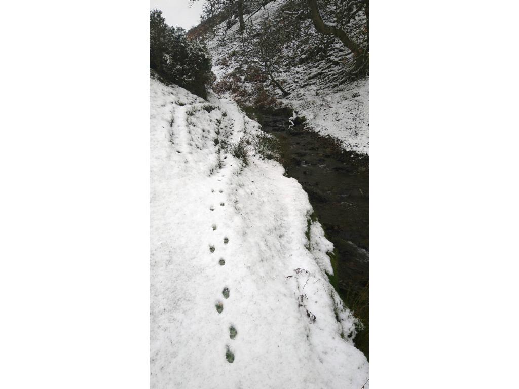 The fox traces the path...