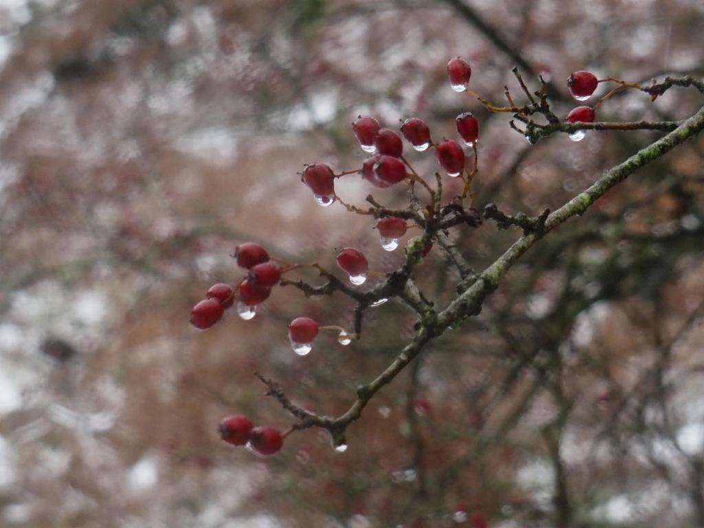 Rowan Tree