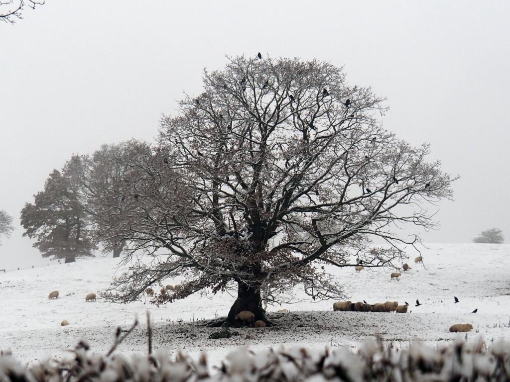 Oak tree in the middle of a snowy pasture