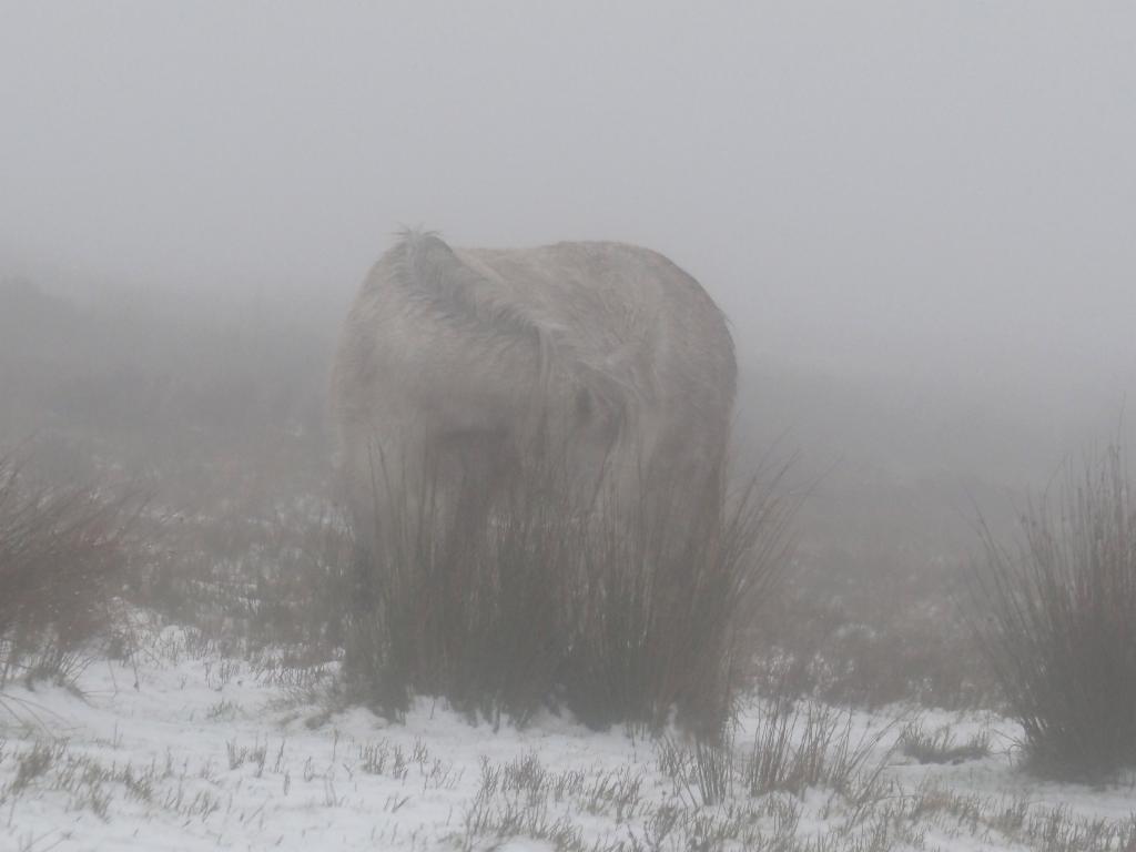 Mysterious creature in the fog