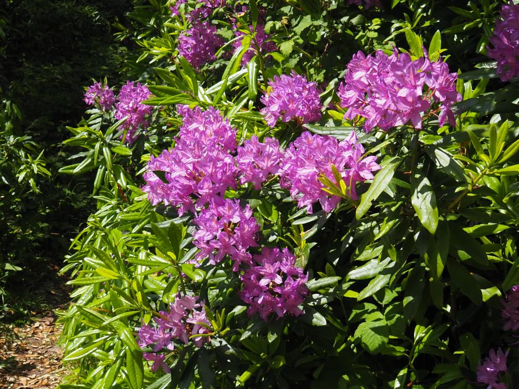 Rhododendron