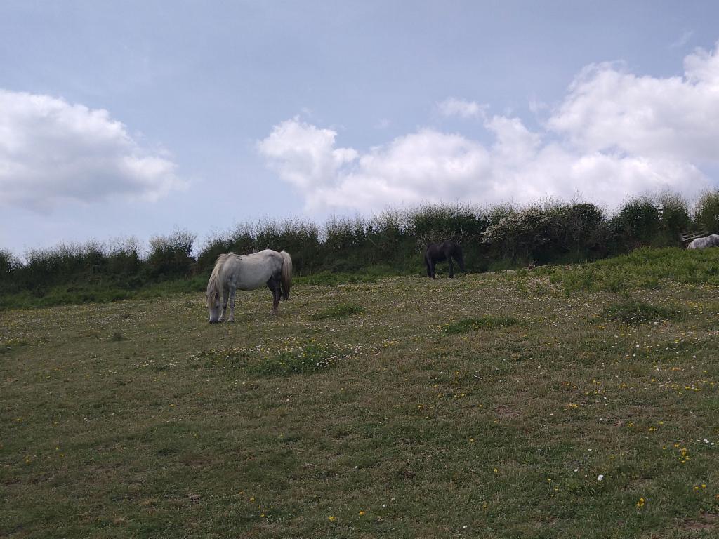 Wild ponies