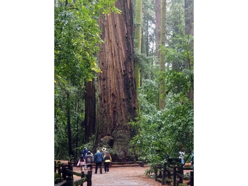Enormous tree