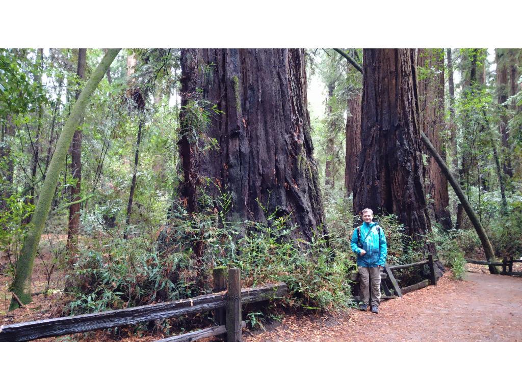 Little Peter and the huge trees