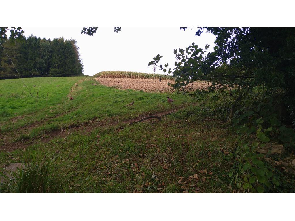 Hundreds of phaesants near Colesbourne