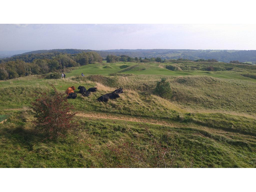 Iron age hillfort meets cows and golfers