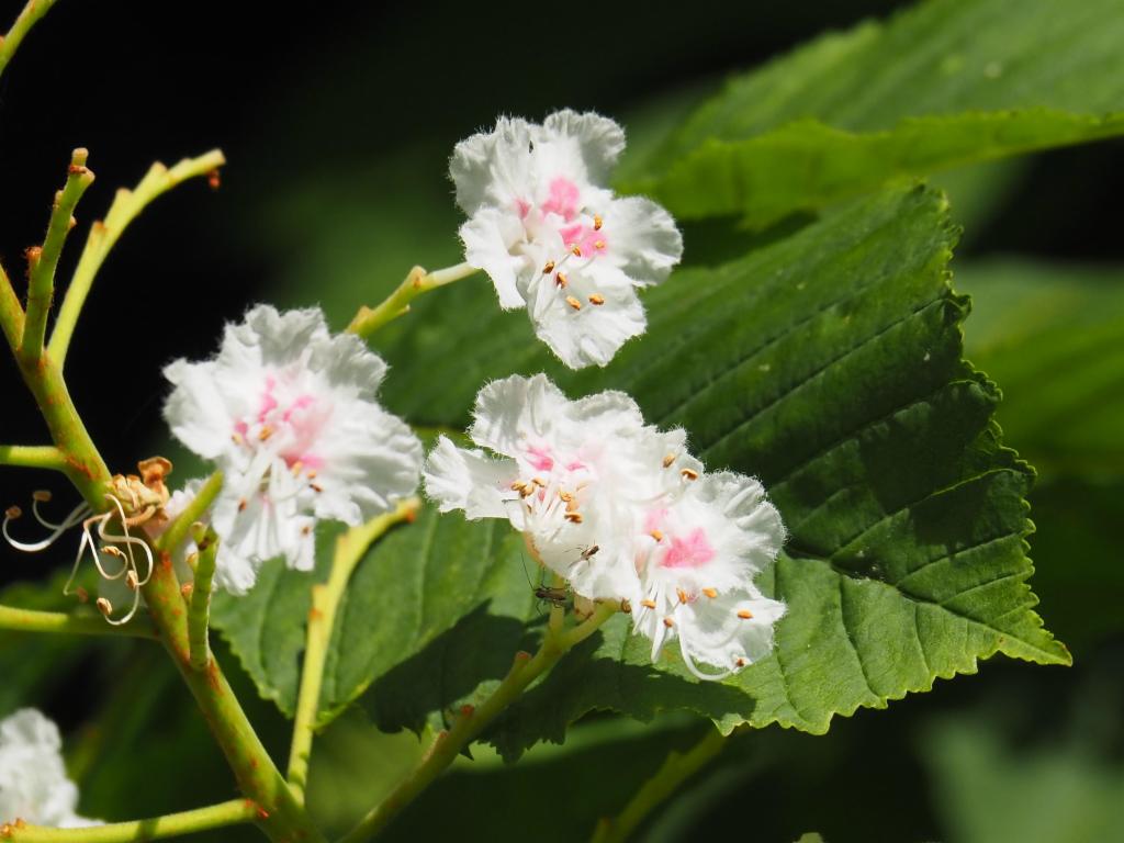 Flowering chestnut tree