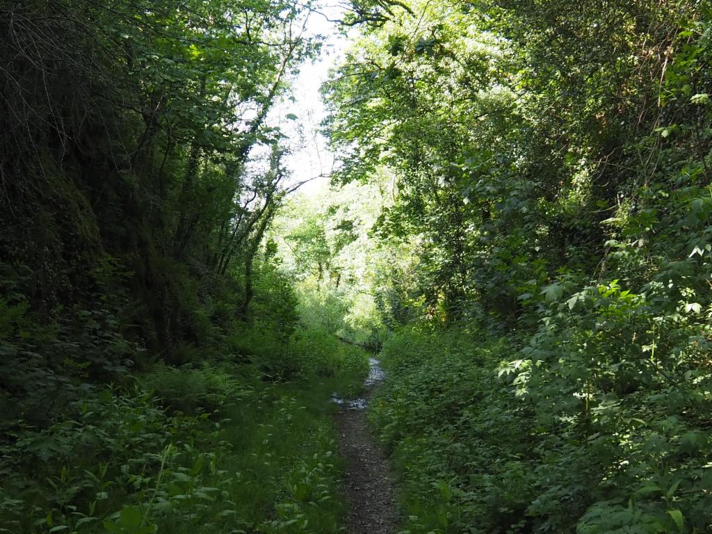 Tavistock Railway path