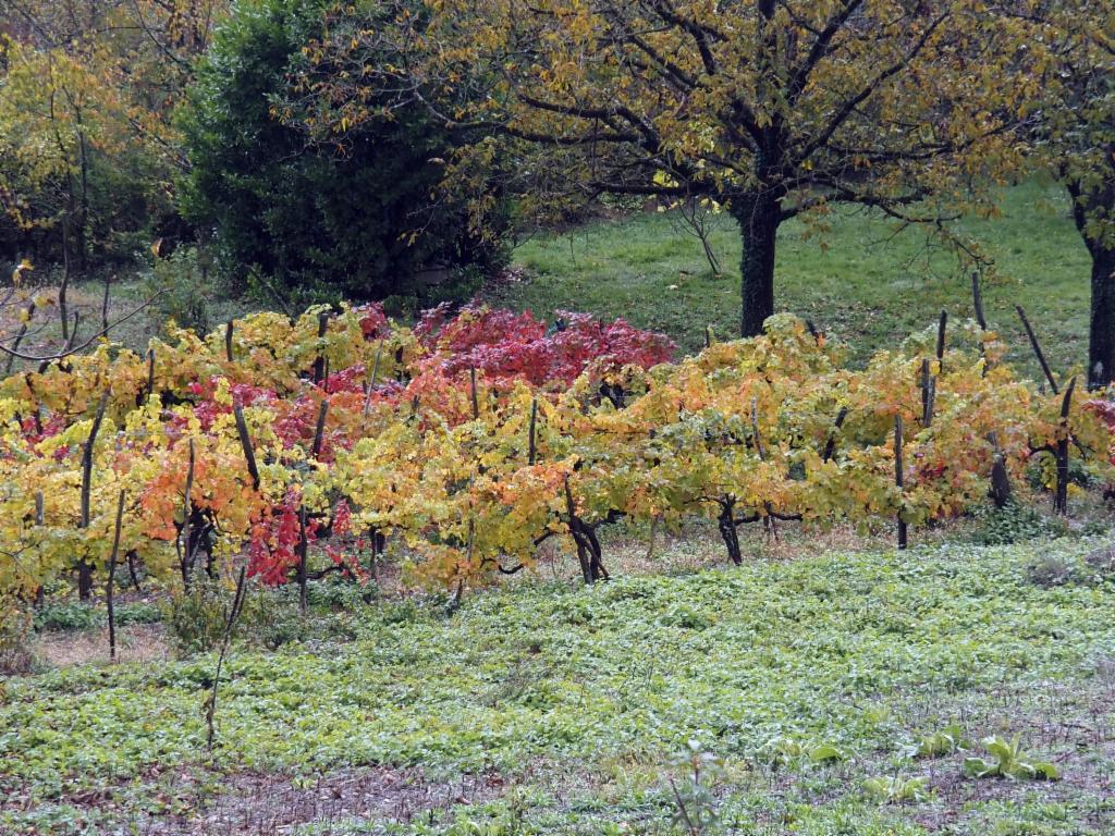 Vignoble