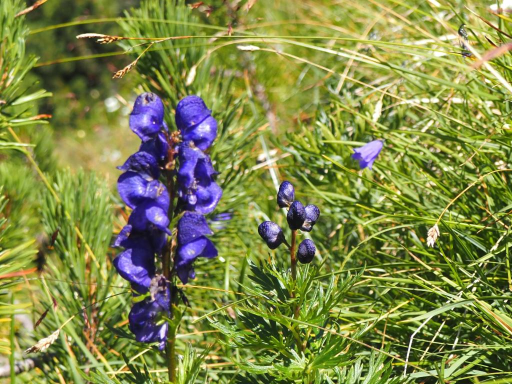 Blauer Eisenhut