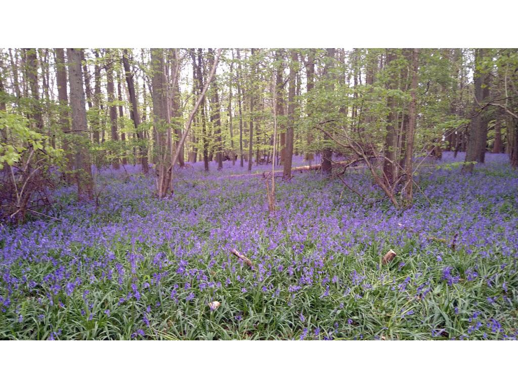 Flowers in the wood