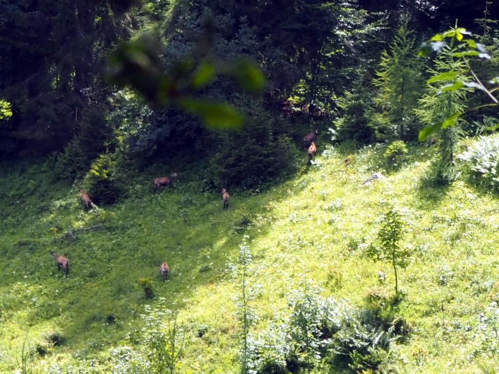 Gamsrudel im Abstieg von der Goiserer Hütte