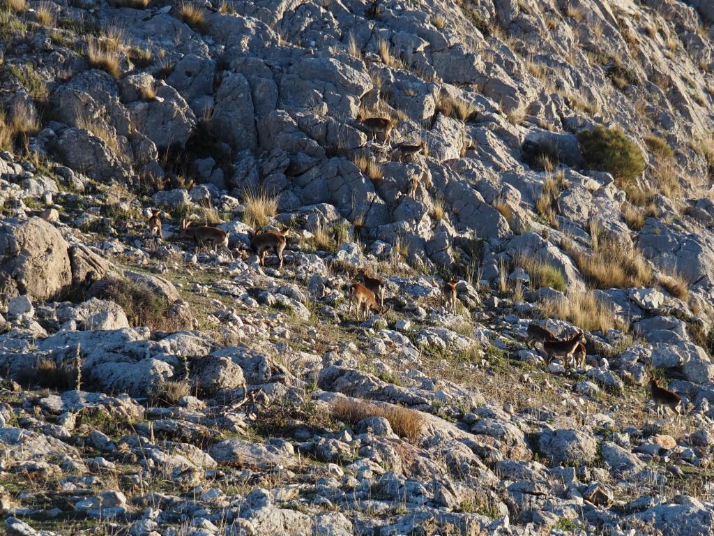 Suchbild: Wie viele Steinb&ouml;cke sind da?
