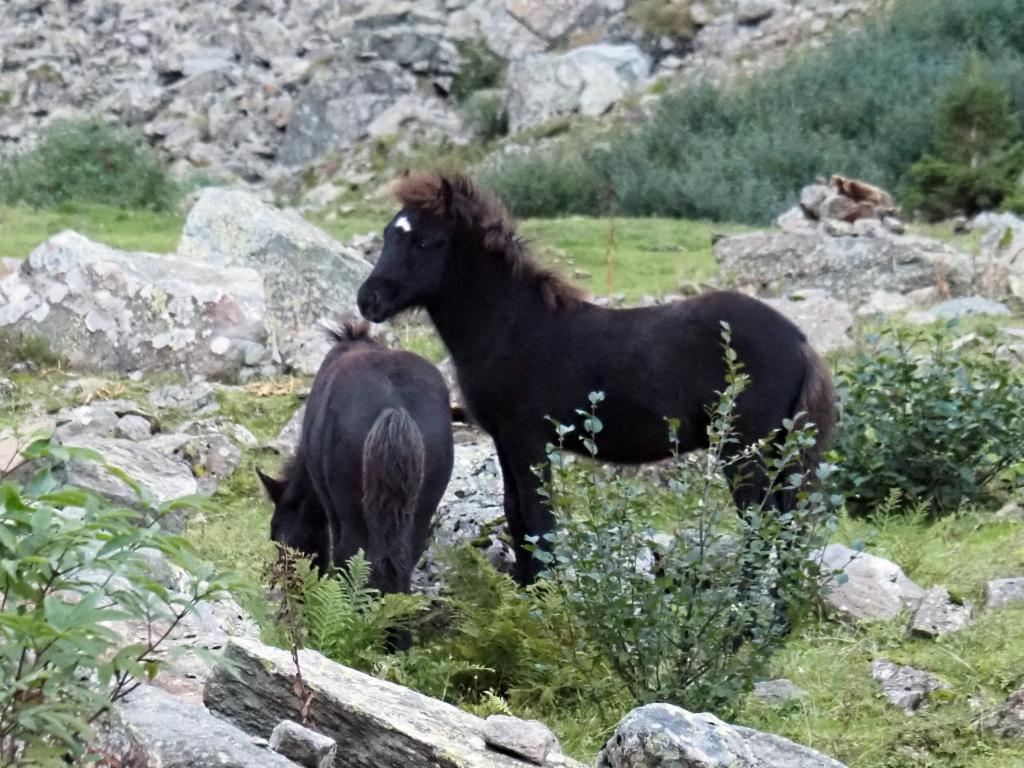 Ponys im Gollingwinkel