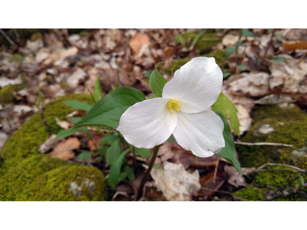 White Trillium