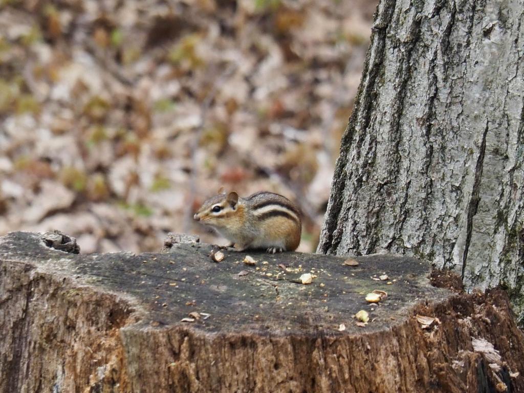 Chipmunks everywhere...