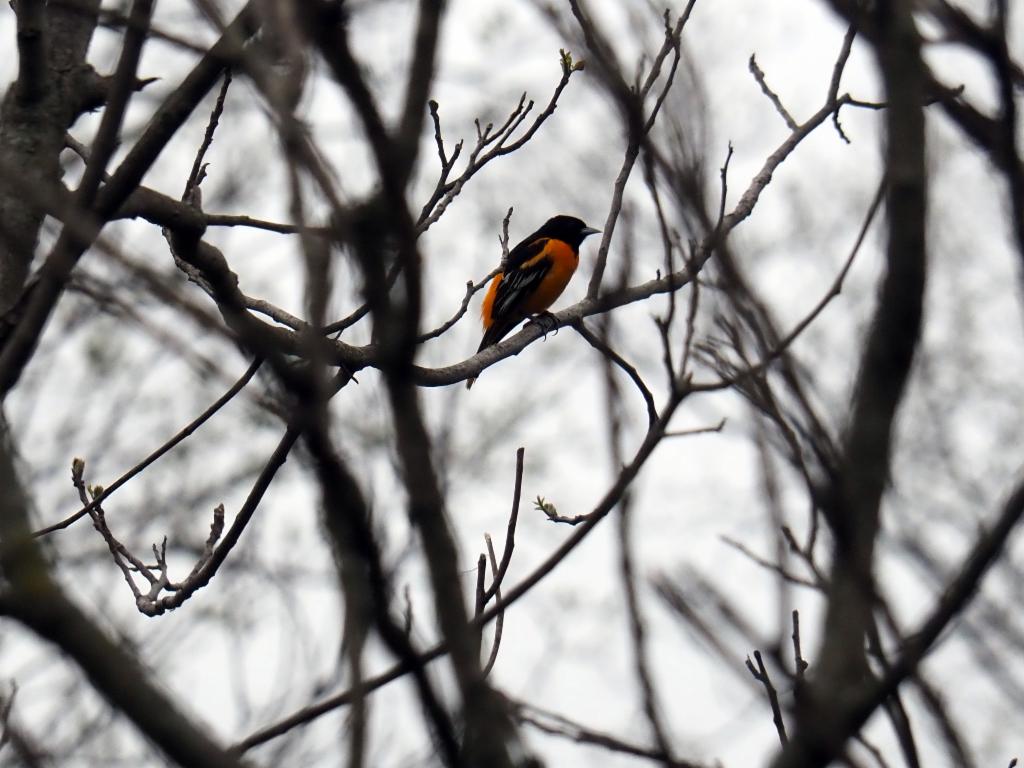 Baltimore Oriole