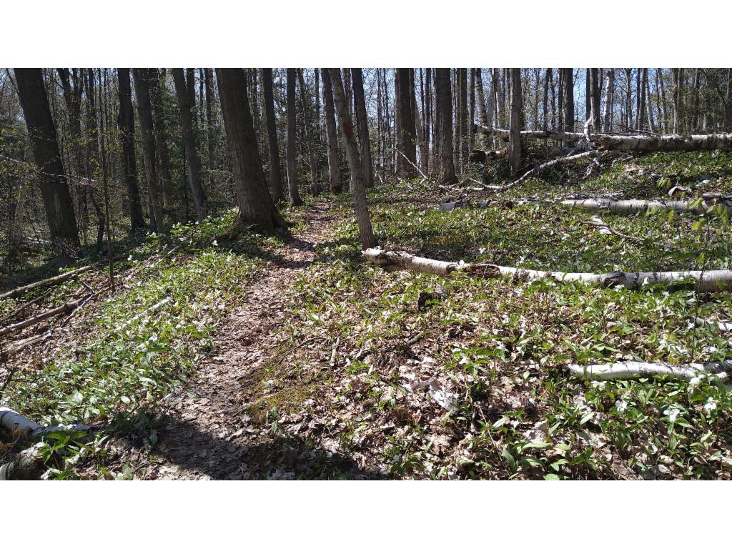 Trail