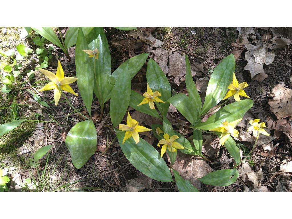 Yellow trout lily