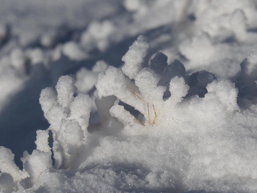 Growing trees of snow