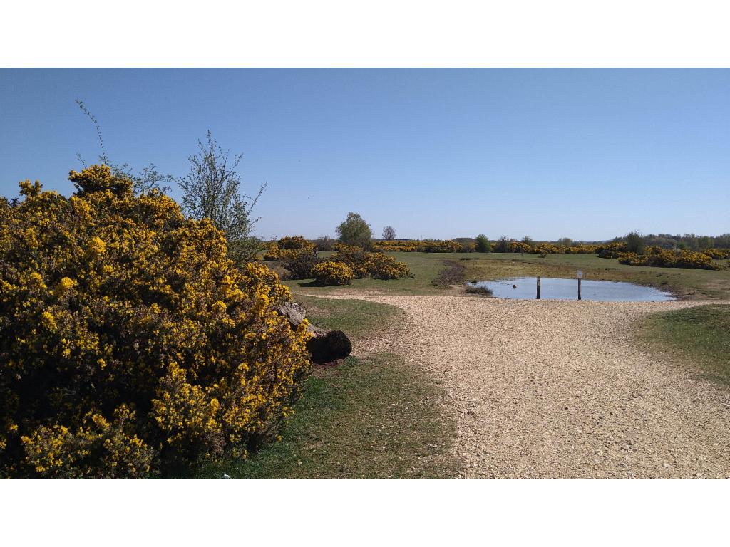 Crookham and Greenham Common Nature Reserve