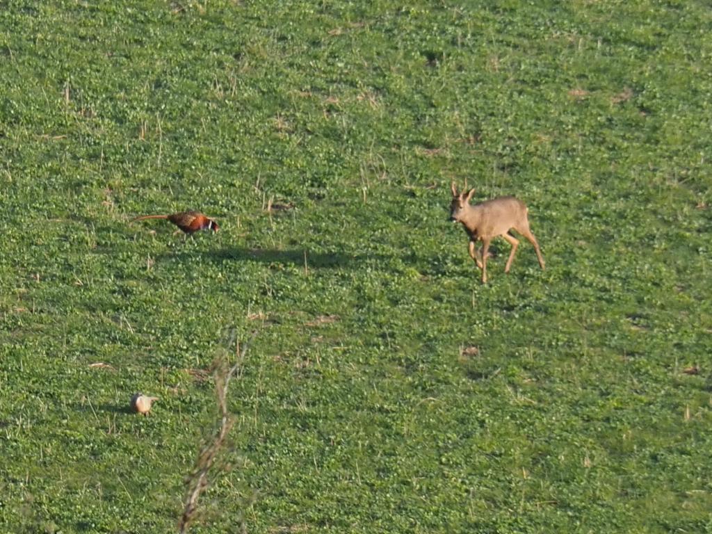 Roebuck on the pasture below Sandpits Down