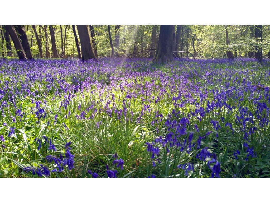 Blue forest