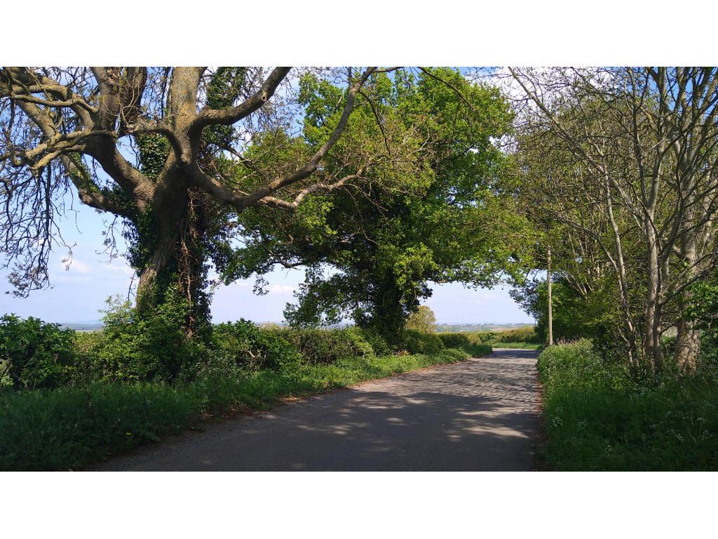 Huge oak trees near Stoke Talmage